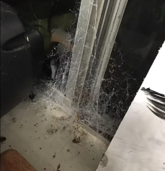 Örümcek besleyen kadının evinin hali korkunç her yeri ağ sardı